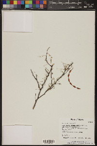 Acacia constricta image