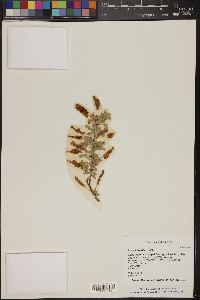 Acacia greggii image