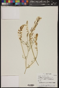 Astragalus arizonicus image