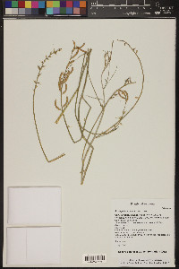 Astragalus arizonicus image