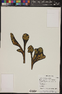 Lupinus concinnus image