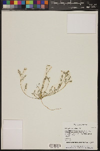 Astragalus nuttallianus image