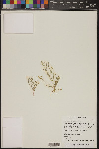 Astragalus nuttallianus image