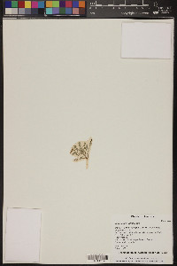 Astragalus nuttallianus image