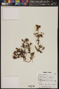 Calliandra eriophylla image