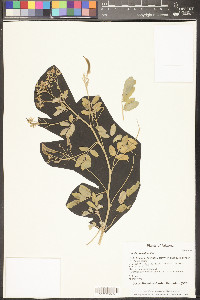 Senna covesii image