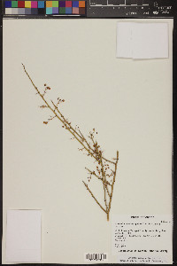 Parkinsonia microphylla image