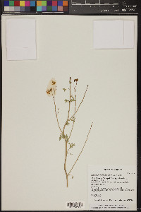 Parkinsonia florida image