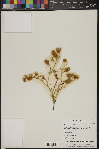 Dalea mollis image