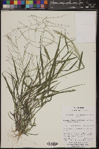 Leptochloa panicea image