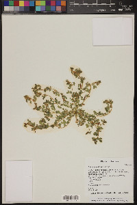 Acmispon brachycarpus image