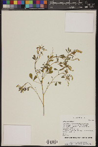 Melilotus indica image