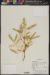 Prosopis juliflora image