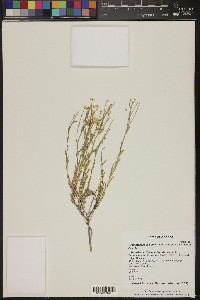 Acamptopappus sphaerocephalus image