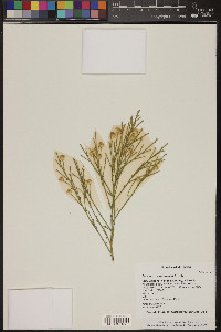 Baccharis sarothroides image