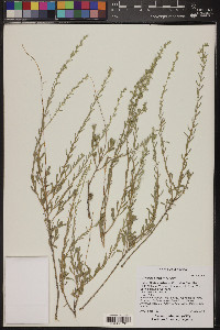 Artemisia bigelovii image