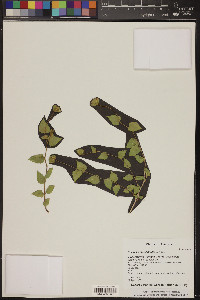 Brickellia atractyloides image