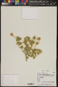 Brickellia atractyloides image