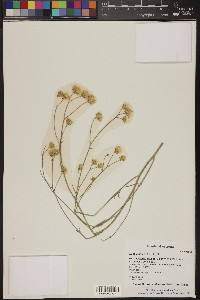 Bebbia juncea image