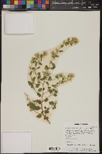 Brickellia californica image