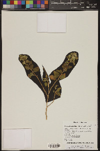 Brickellia californica image