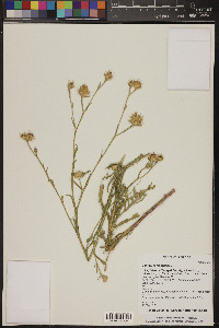 Centaurea melitensis image