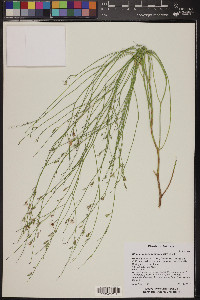 Stephanomeria tenuifolia image