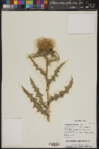 Cirsium neomexicanum image