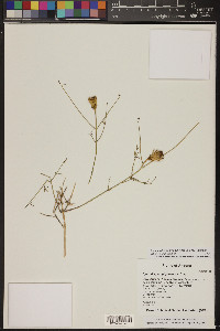 Adenophyllum porophylloides image