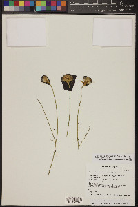 Adenophyllum porophylloides image