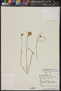 Adenophyllum porophylloides image