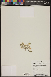 Eriophyllum lanosum image