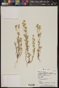 Logfia filaginoides image