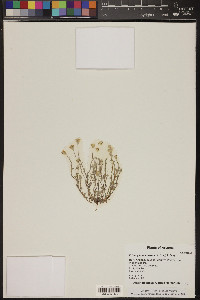 Eriophyllum lanosum image