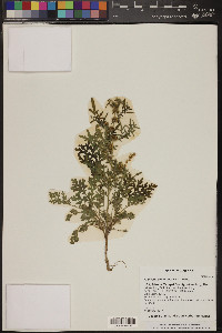 Ambrosia confertiflora image