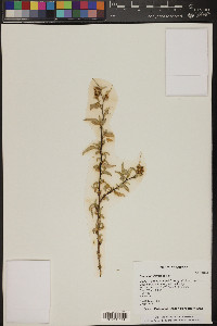 Ambrosia deltoidea image