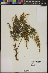 Ambrosia confertiflora image