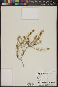 Ambrosia dumosa image