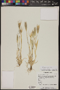 Hordeum murinum image