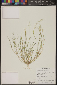 Muhlenbergia microsperma image