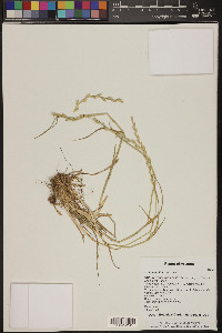 Lolium perenne subsp. multiflorum image