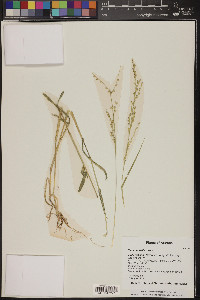 Panicum hallii image