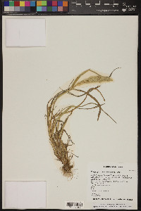 Polypogon monspeliensis image
