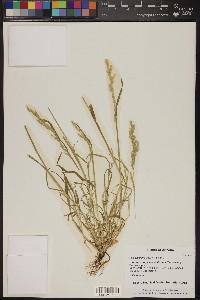 Poa bigelovii image