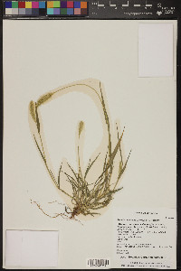 Pennisetum glaucum image