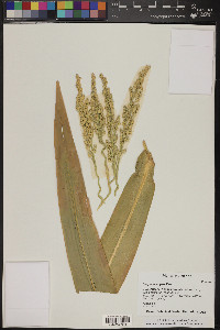 Sorghum bicolor image