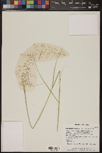 Sporobolus flexuosus image