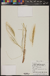 Pappostipa speciosa image