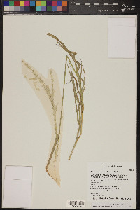 Digitaria californica image