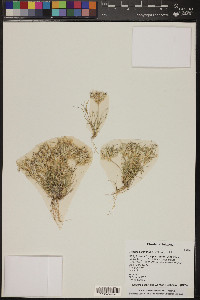 Dasyochloa pulchella image